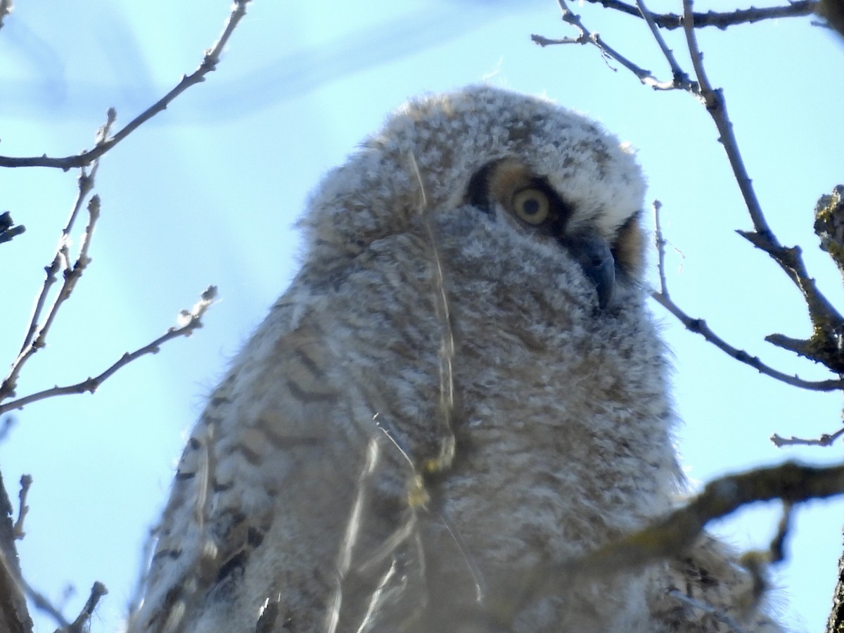 Great Horned Owl - ML615836187