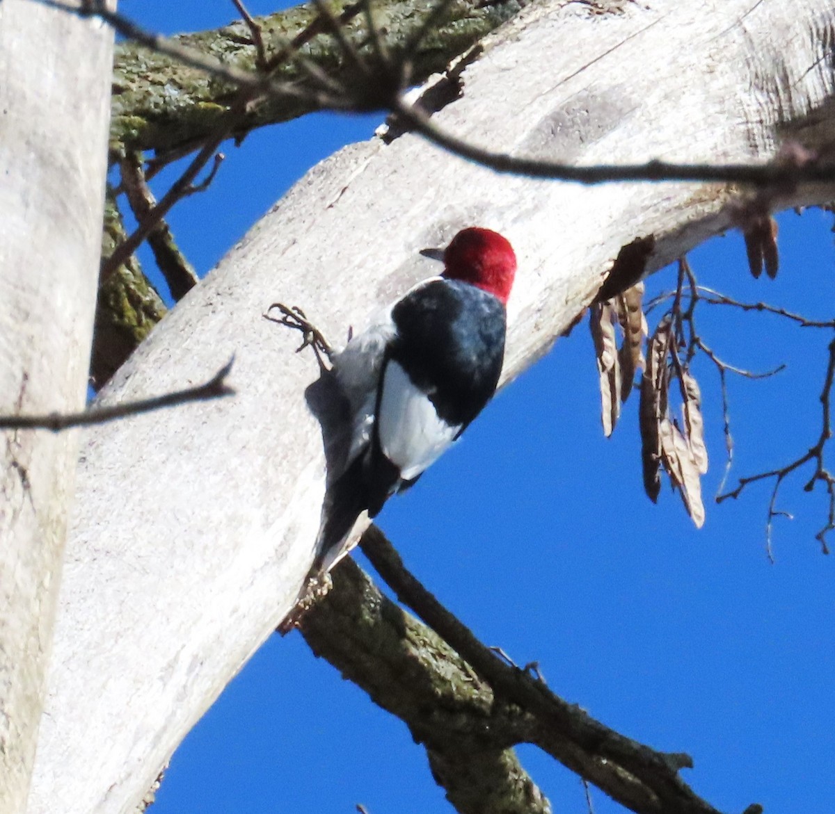 Red-headed Woodpecker - ML615836239