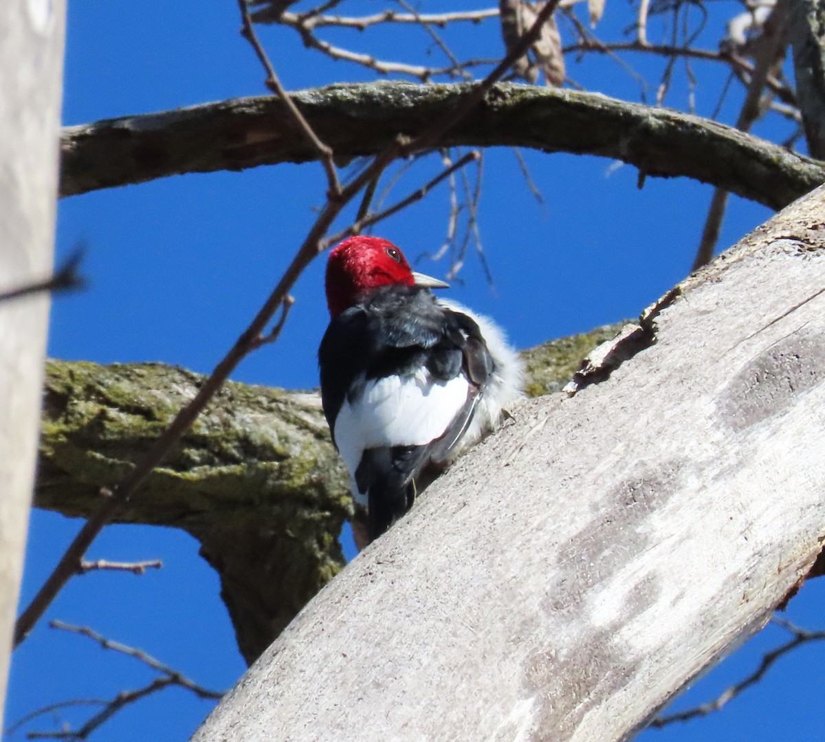 Red-headed Woodpecker - ML615836240