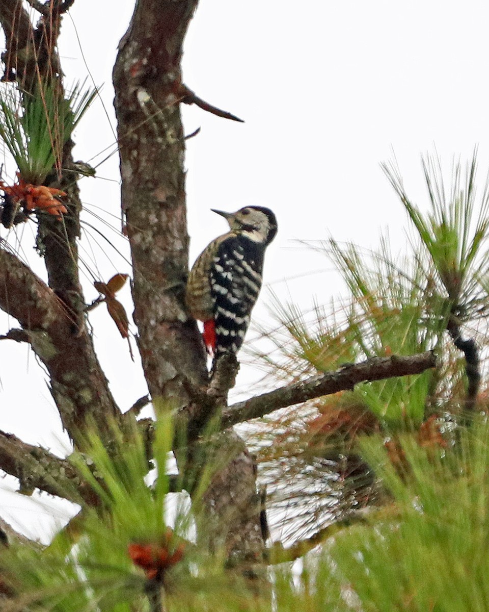Stripe-breasted Woodpecker - Robert Polkinghorn