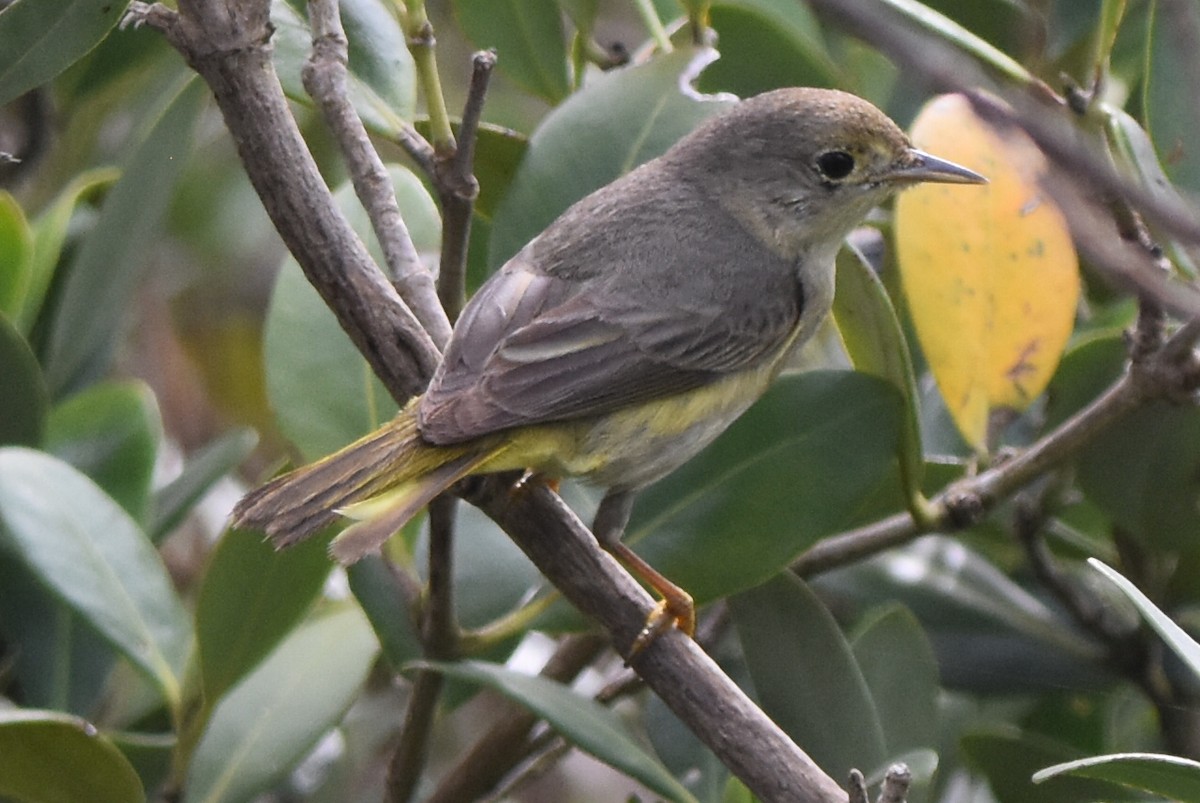 Yellow Warbler (Mangrove) - Nathan Langwald