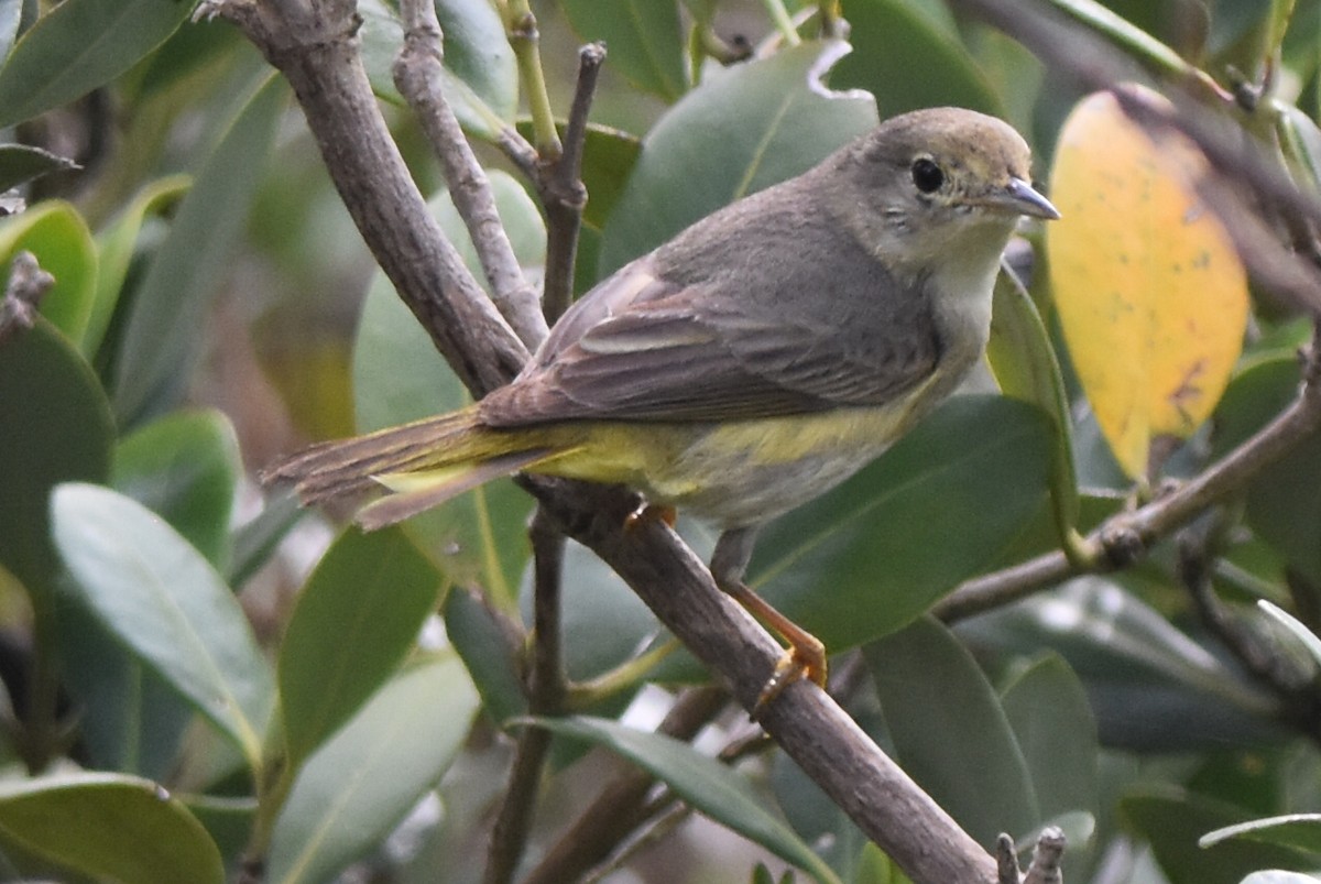 Yellow Warbler (Mangrove) - Nathan Langwald