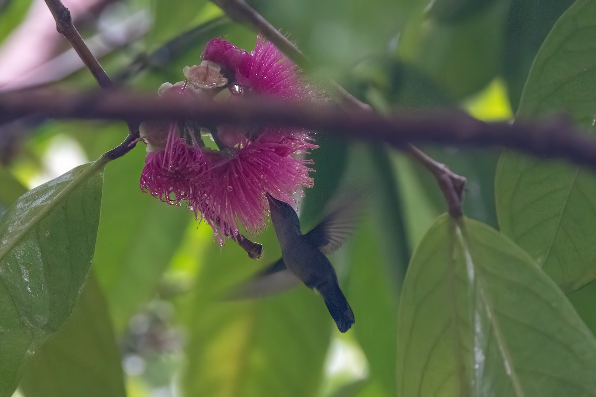Antillean Crested Hummingbird (Lesser Antilles) - ML615836457