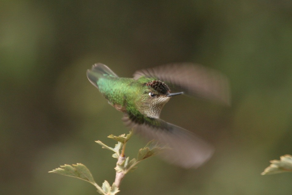 Green-backed Firecrown - ML615836572