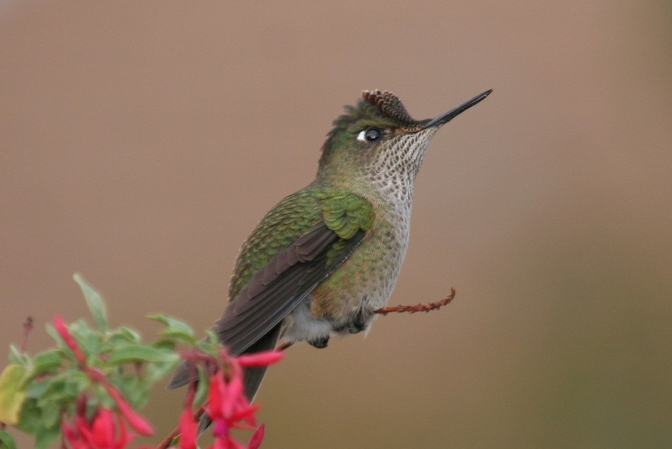 Green-backed Firecrown - Pio Marshall