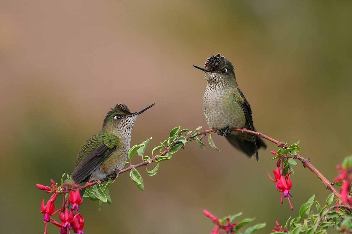 kolibřík chilský - ML615836575