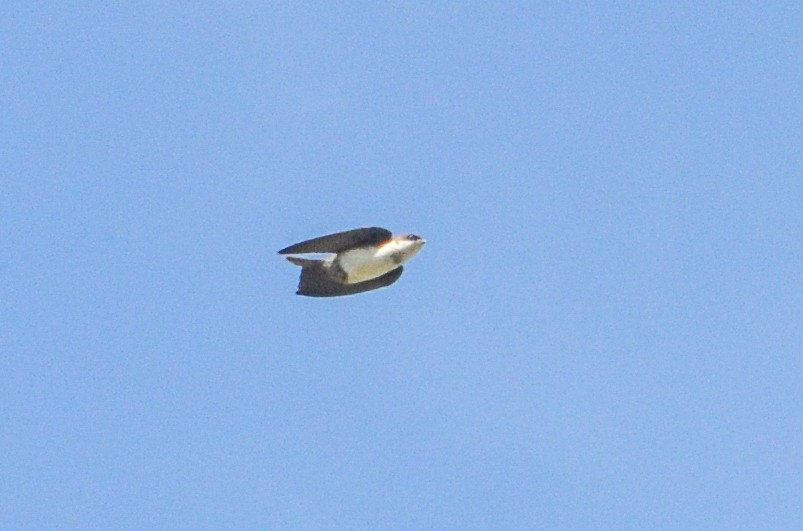 Blue-and-white Swallow (cyanoleuca) - ML615836589