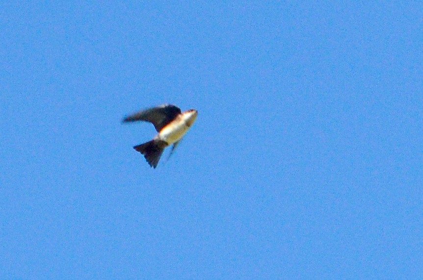 Blue-and-white Swallow (cyanoleuca) - ML615836590