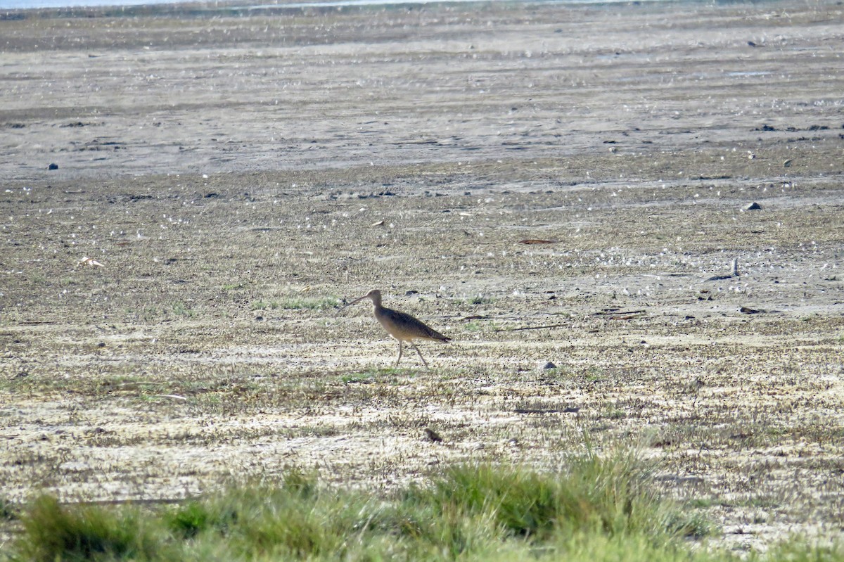 Long-billed Curlew - ML615836626