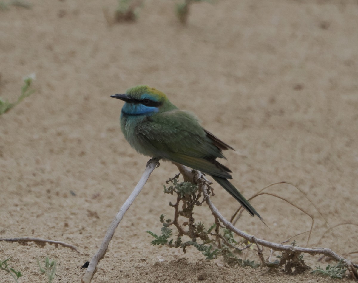 Arabian Green Bee-eater - ML615836695