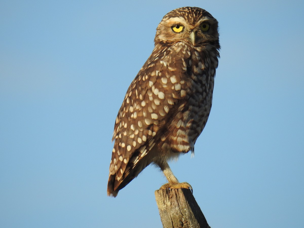Burrowing Owl - ML615836721
