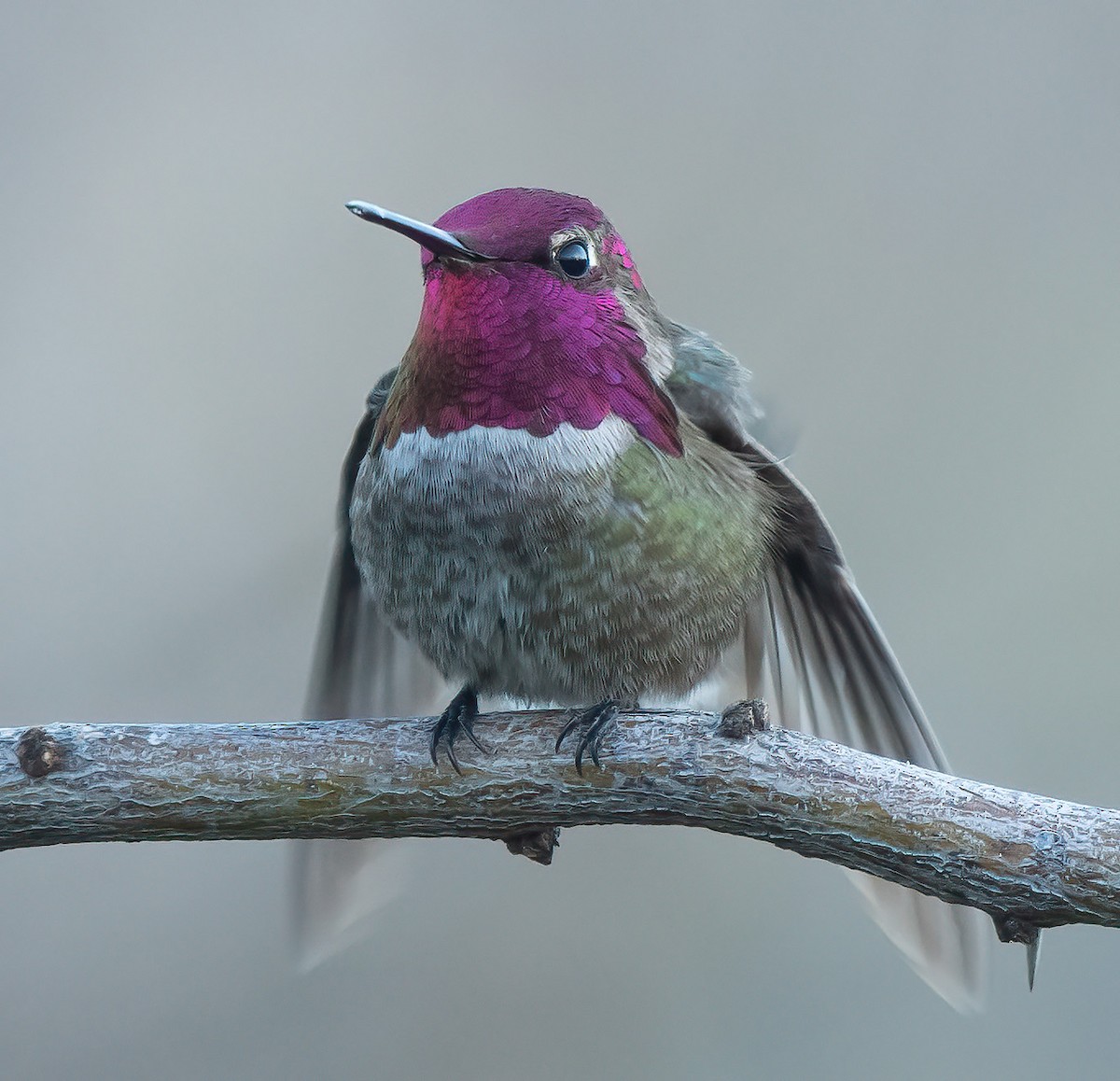 Anna's Hummingbird - Gordon Karre