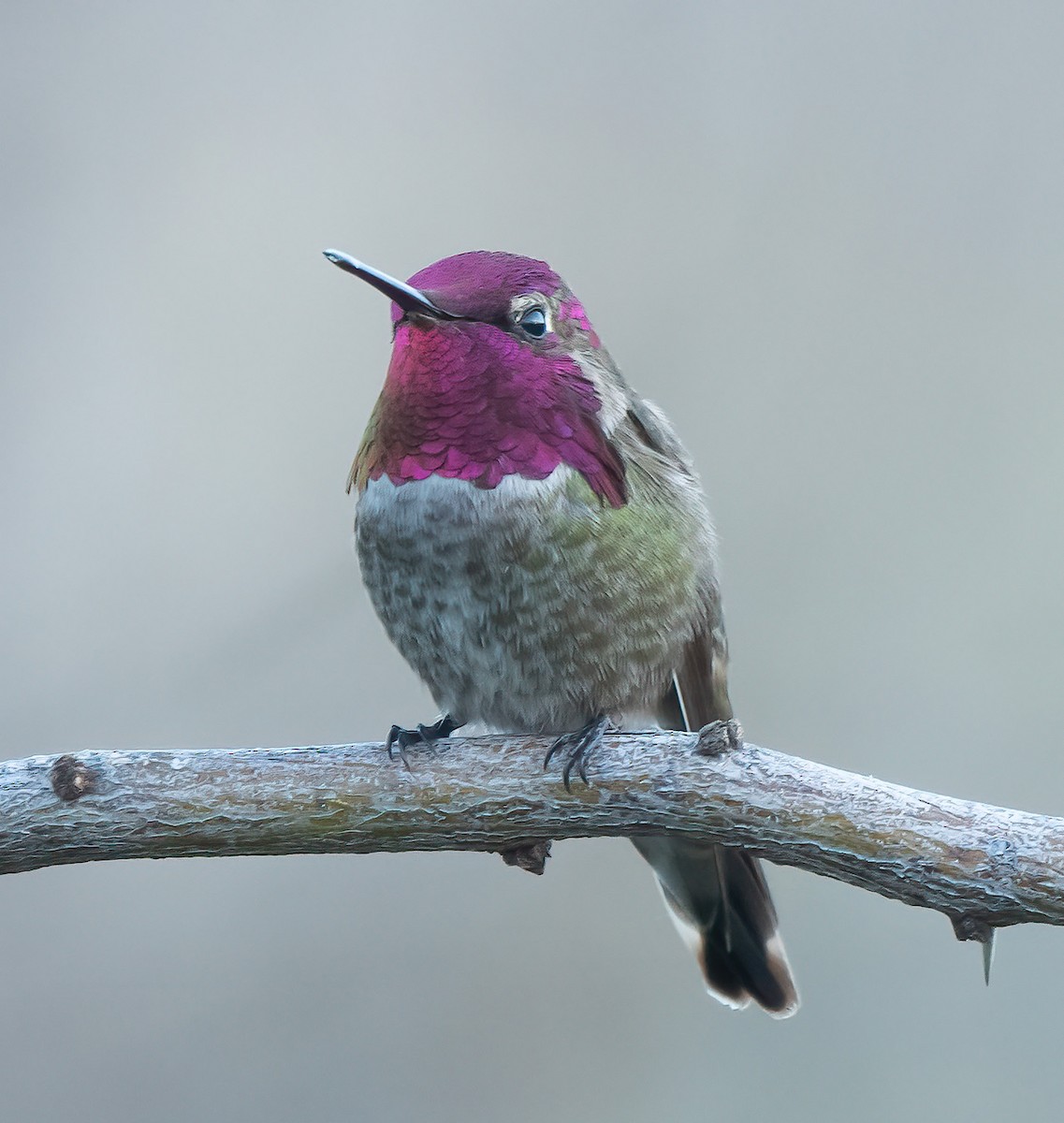 Anna's Hummingbird - ML615836806