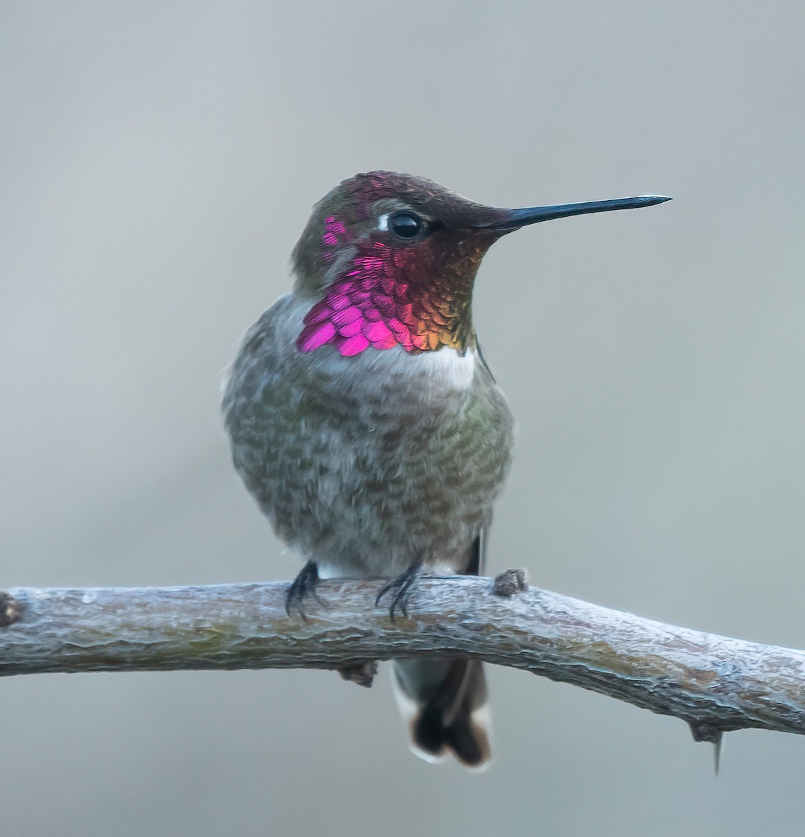 Anna's Hummingbird - ML615836807