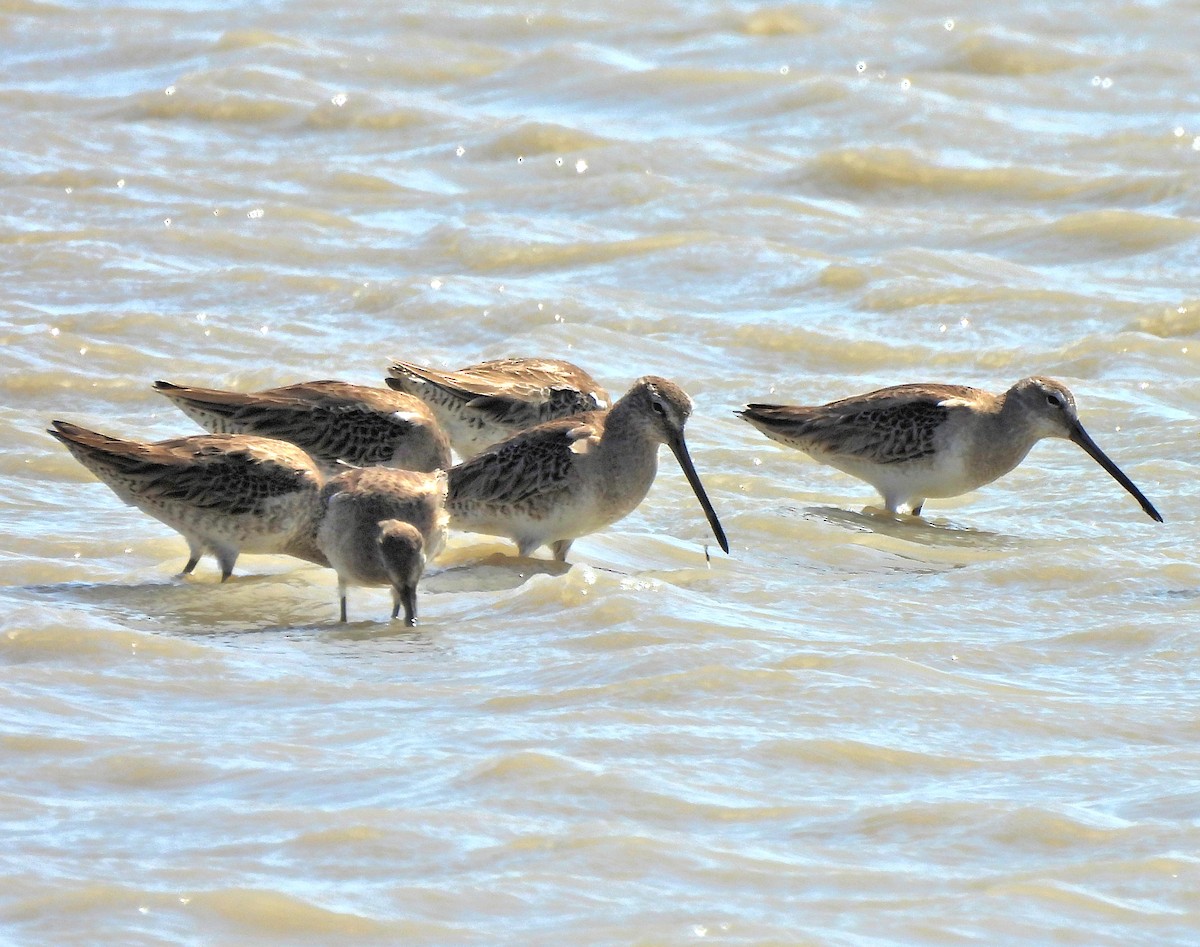 Long-billed Dowitcher - ML615836904