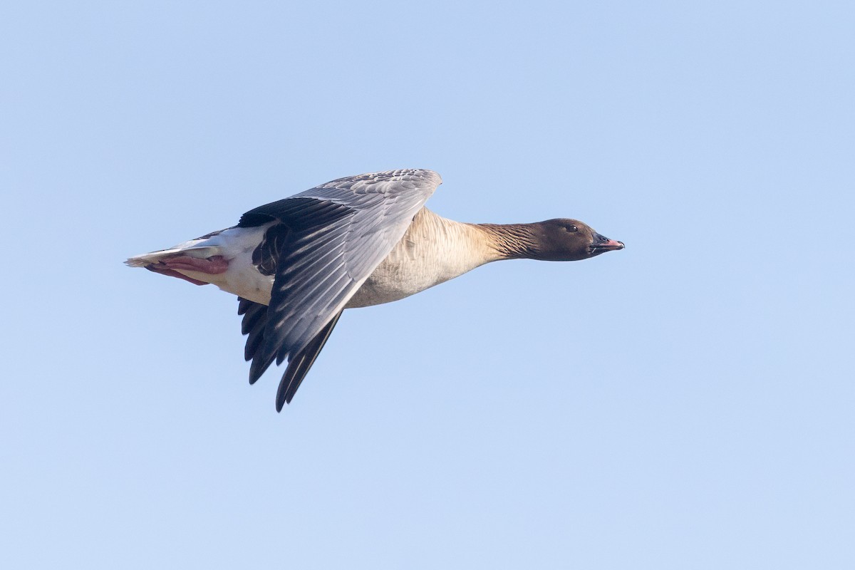 Pink-footed Goose - ML615836933