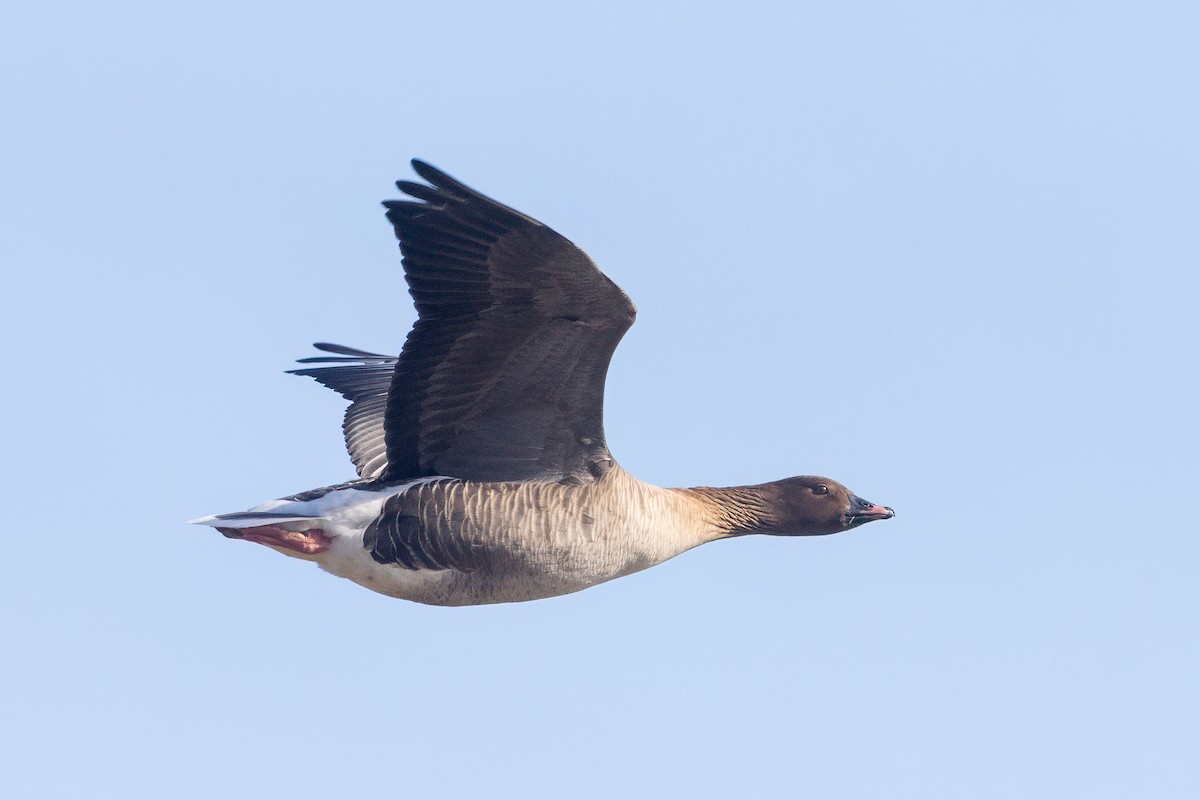 Pink-footed Goose - ML615836934