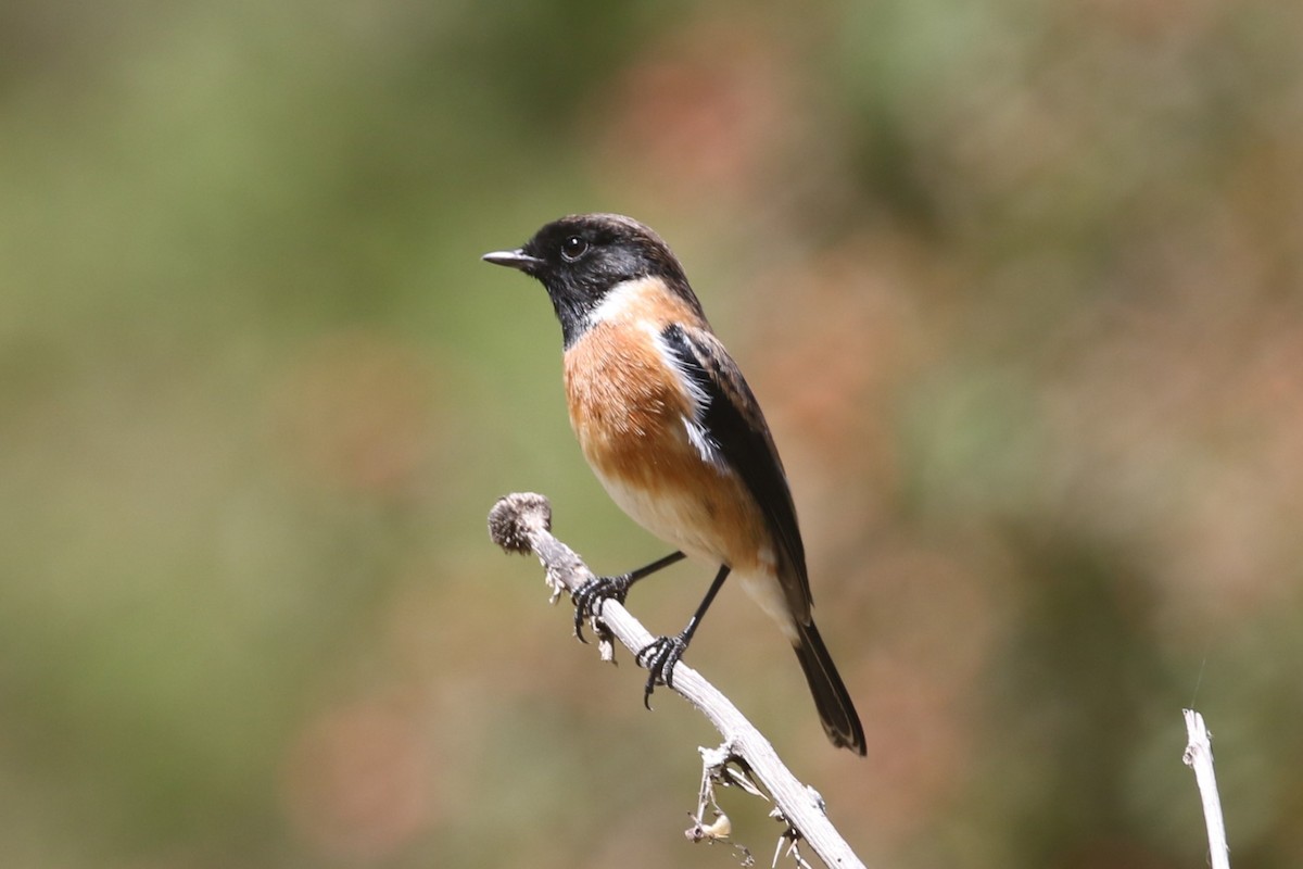 African Stonechat - ML615837034