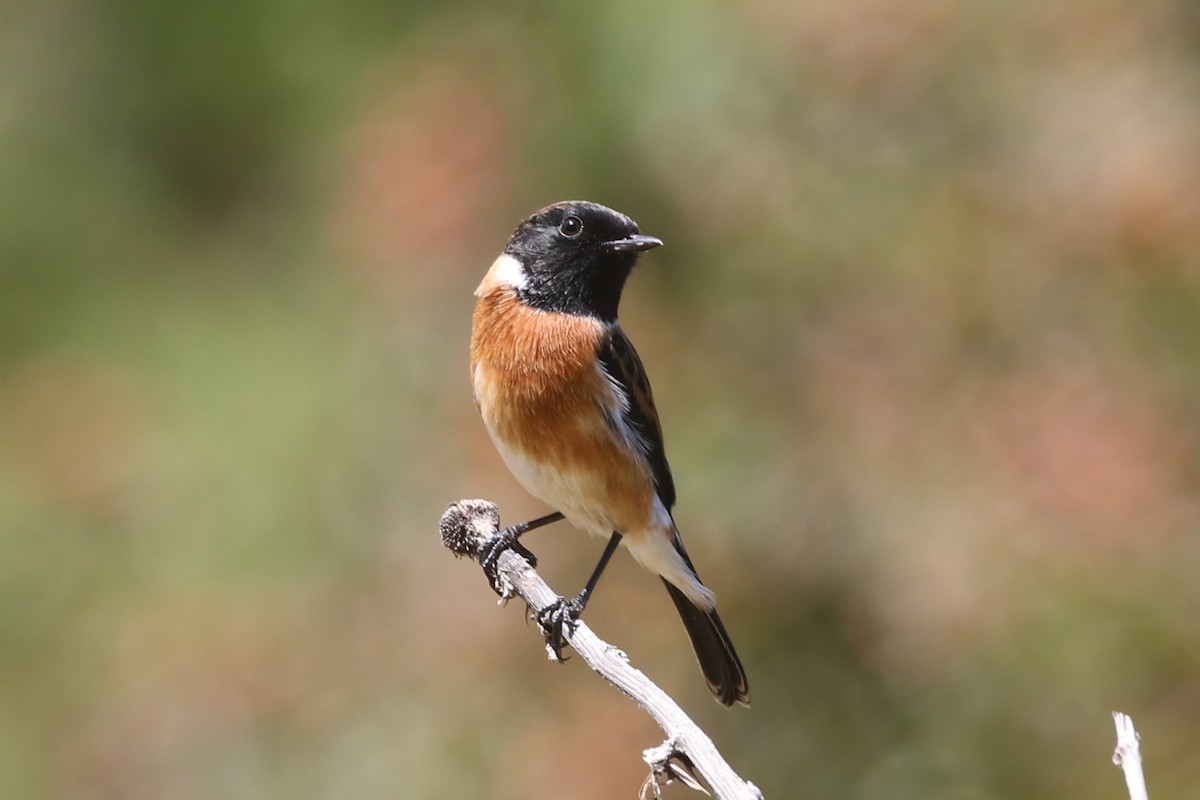 African Stonechat - ML615837058