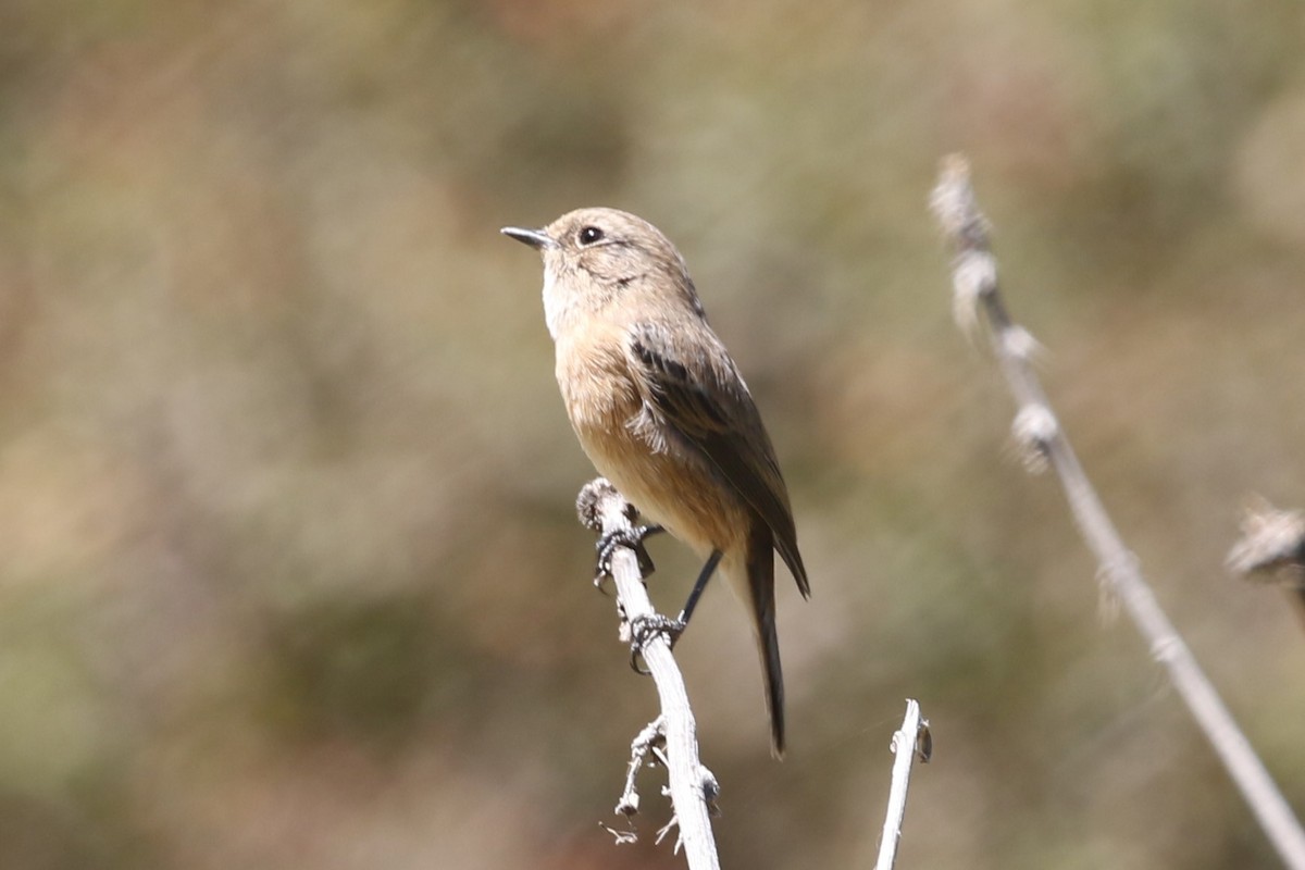 African Stonechat - ML615837115