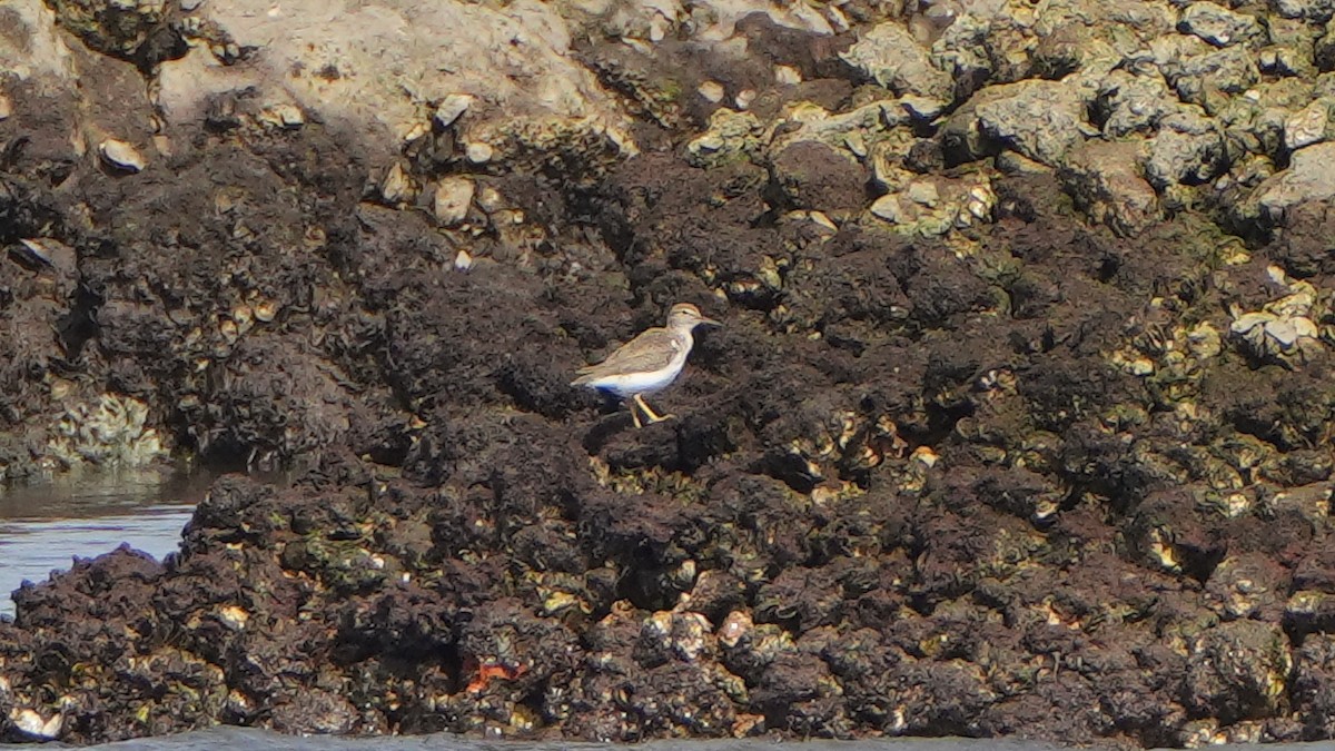 Spotted Sandpiper - Tuly  Datena
