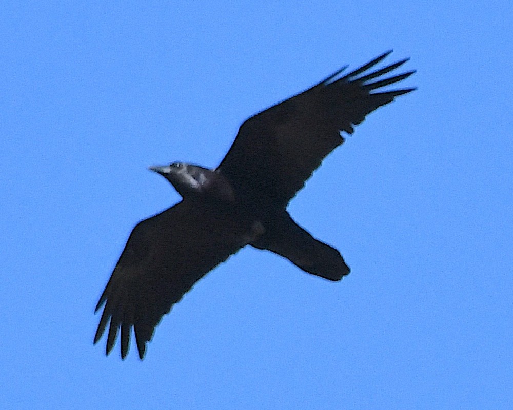 Common Raven - ML615837141