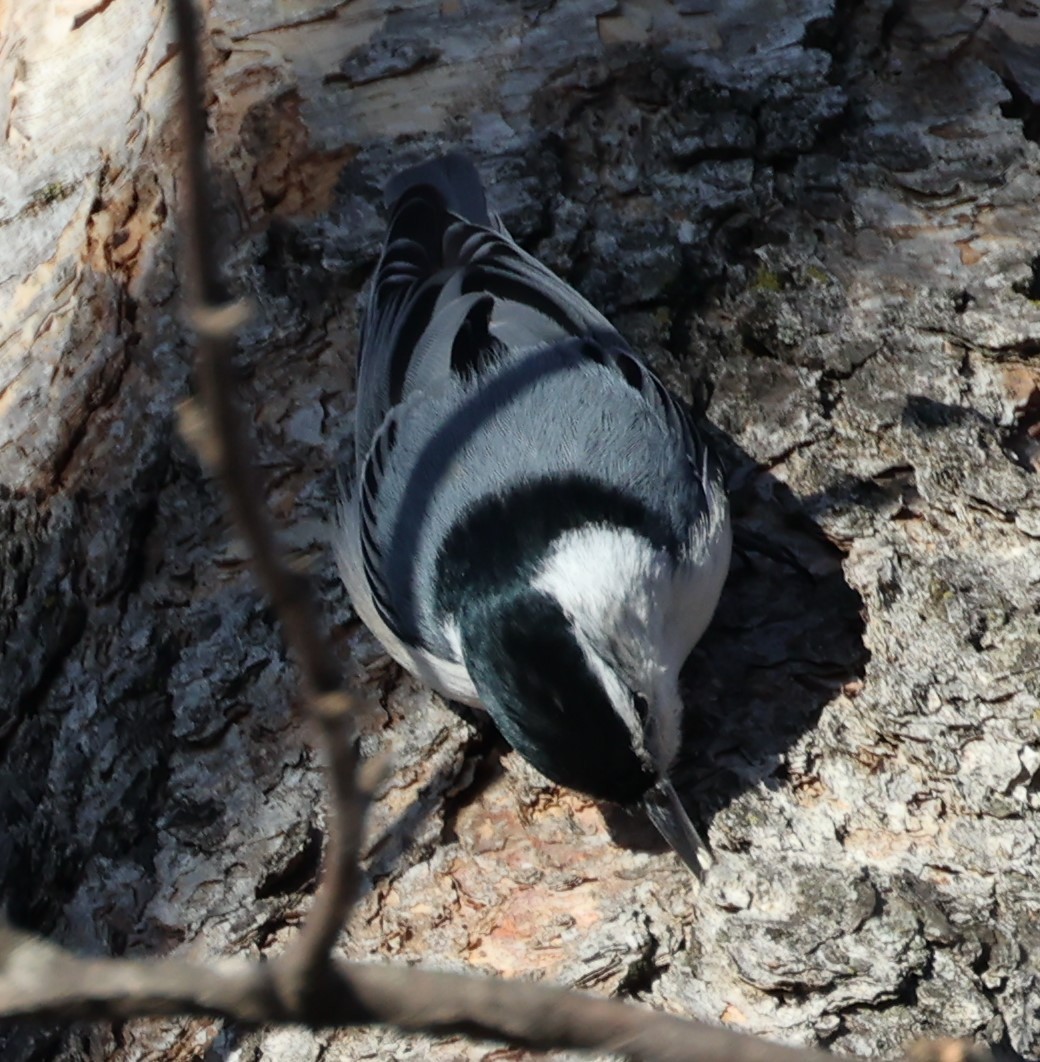 White-breasted Nuthatch (Eastern) - ML615837230