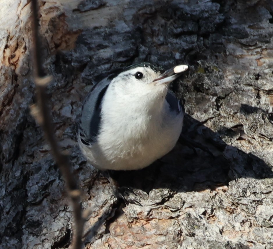 White-breasted Nuthatch (Eastern) - ML615837232