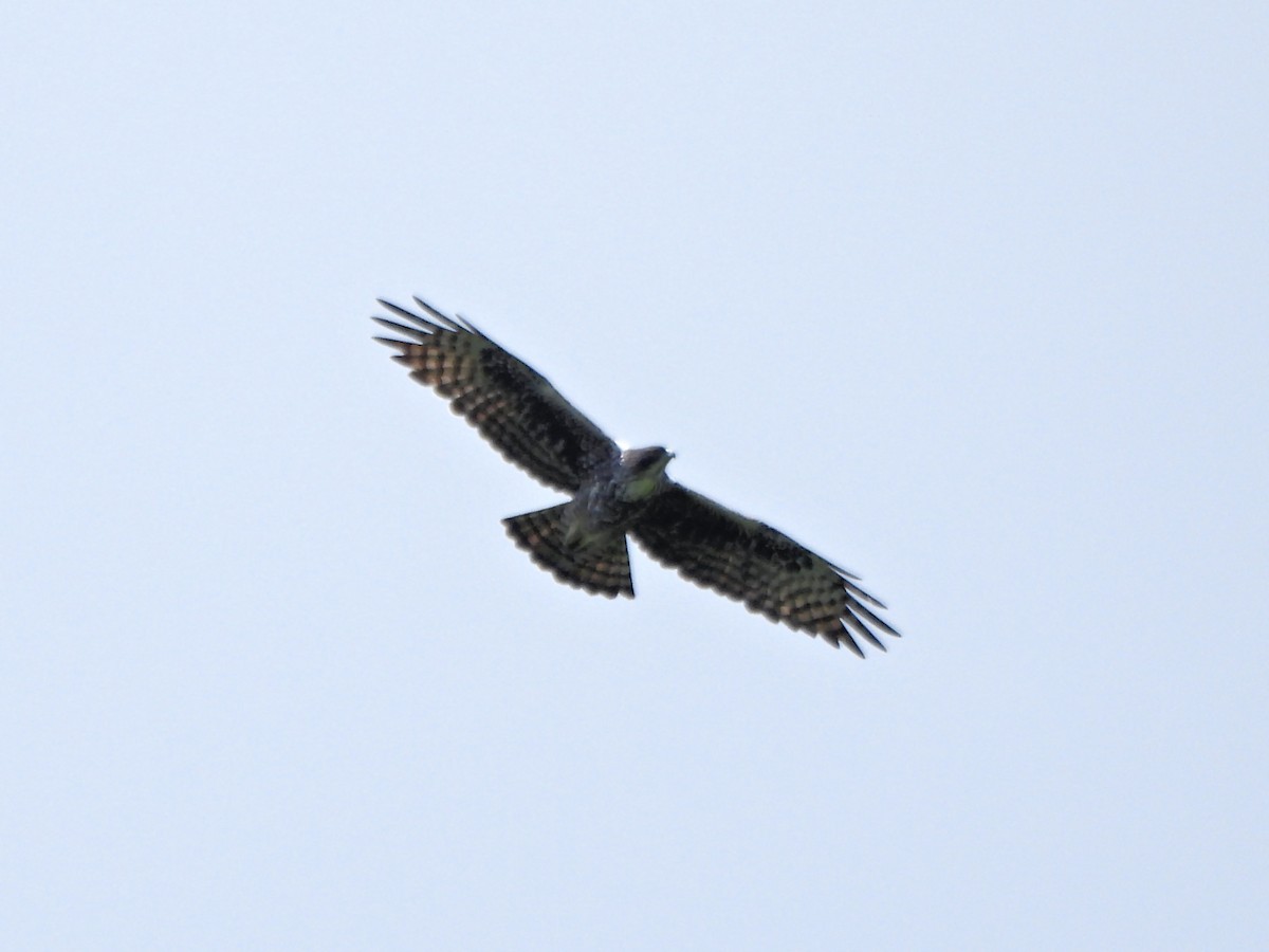 Ayres's Hawk-Eagle - ML615837237