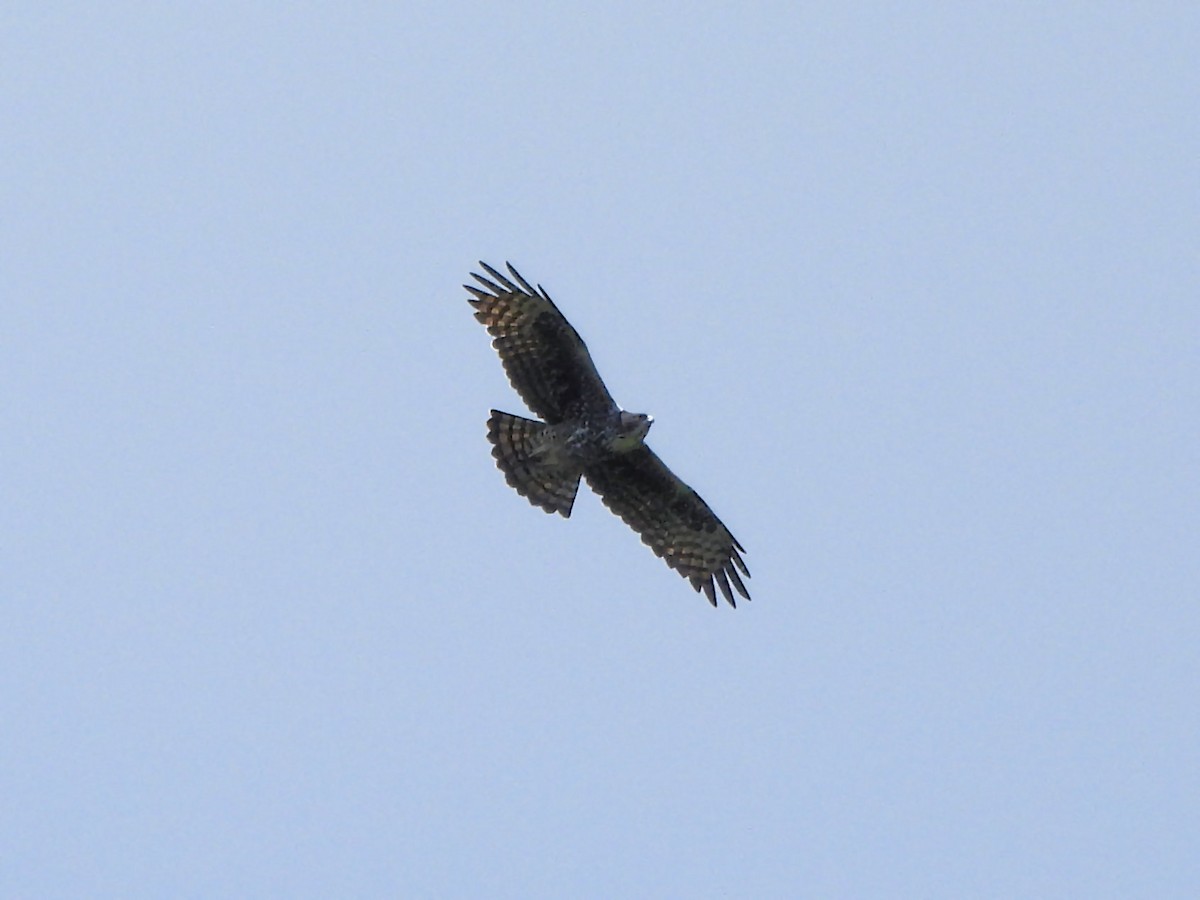 Ayres's Hawk-Eagle - ML615837246