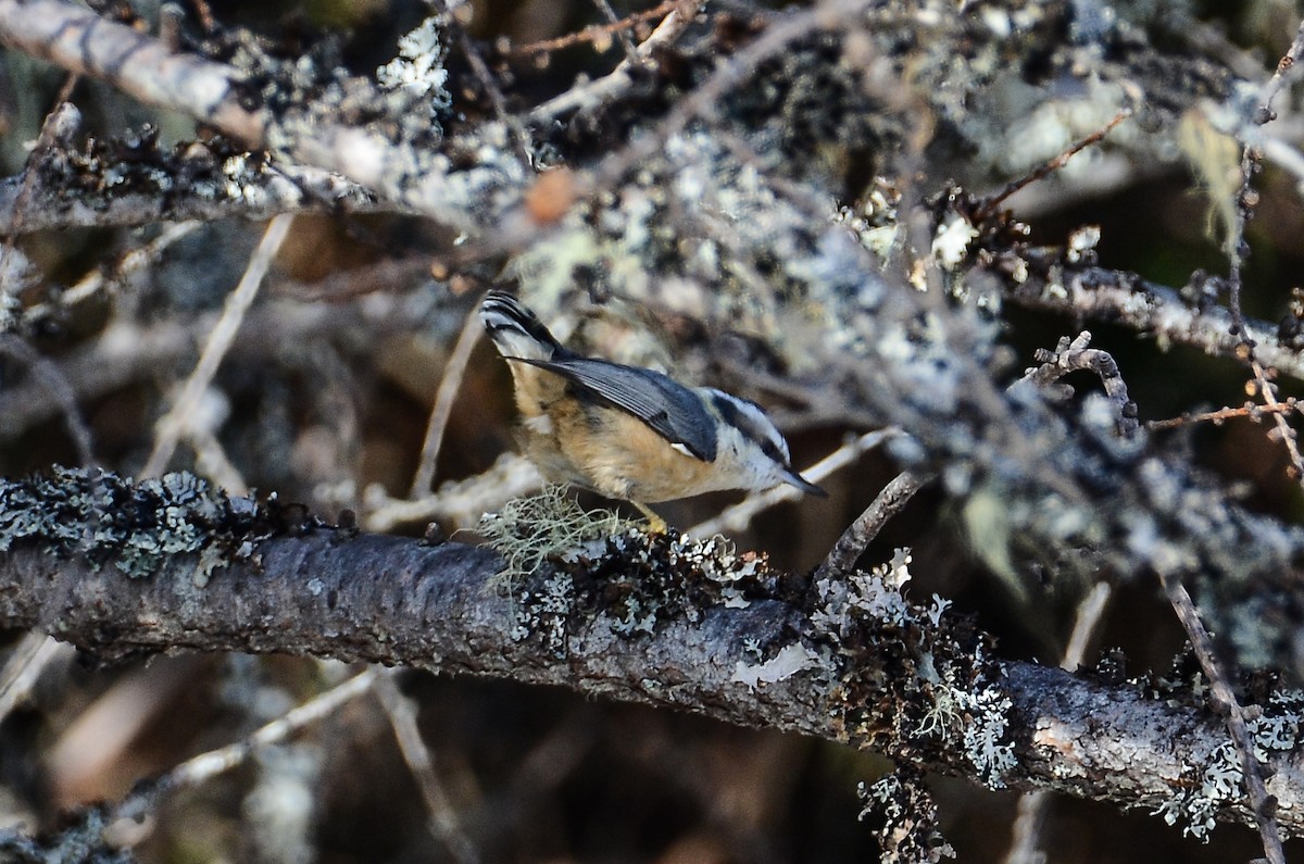 Red-breasted Nuthatch - ML615837472