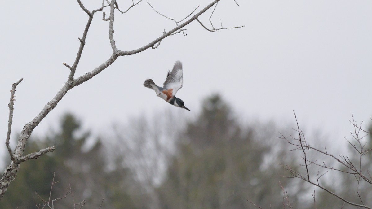 Belted Kingfisher - ML615837635