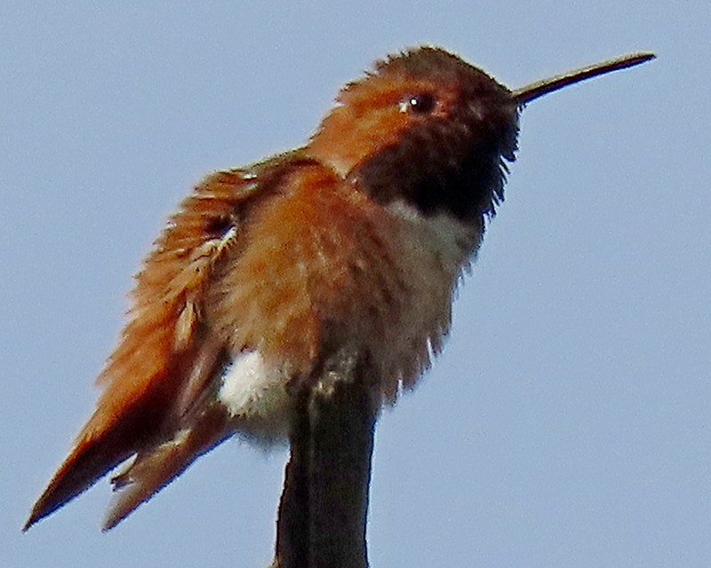 Allen's Hummingbird - ML615838055