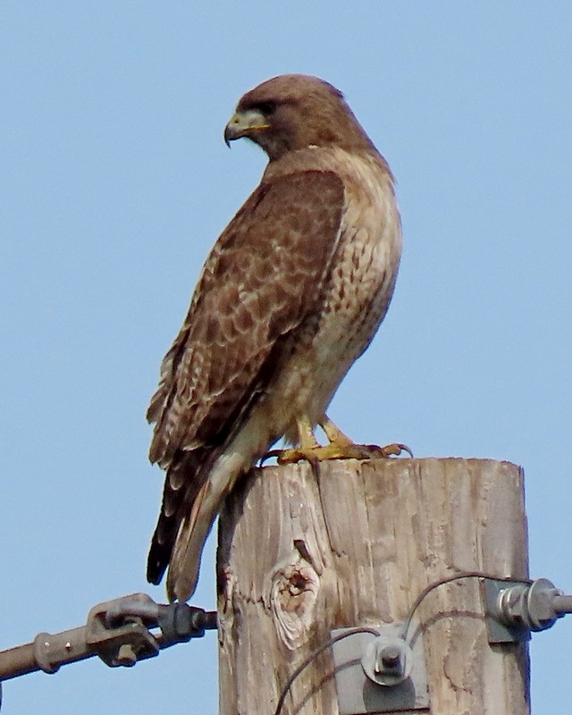 Red-tailed Hawk - ML615838087