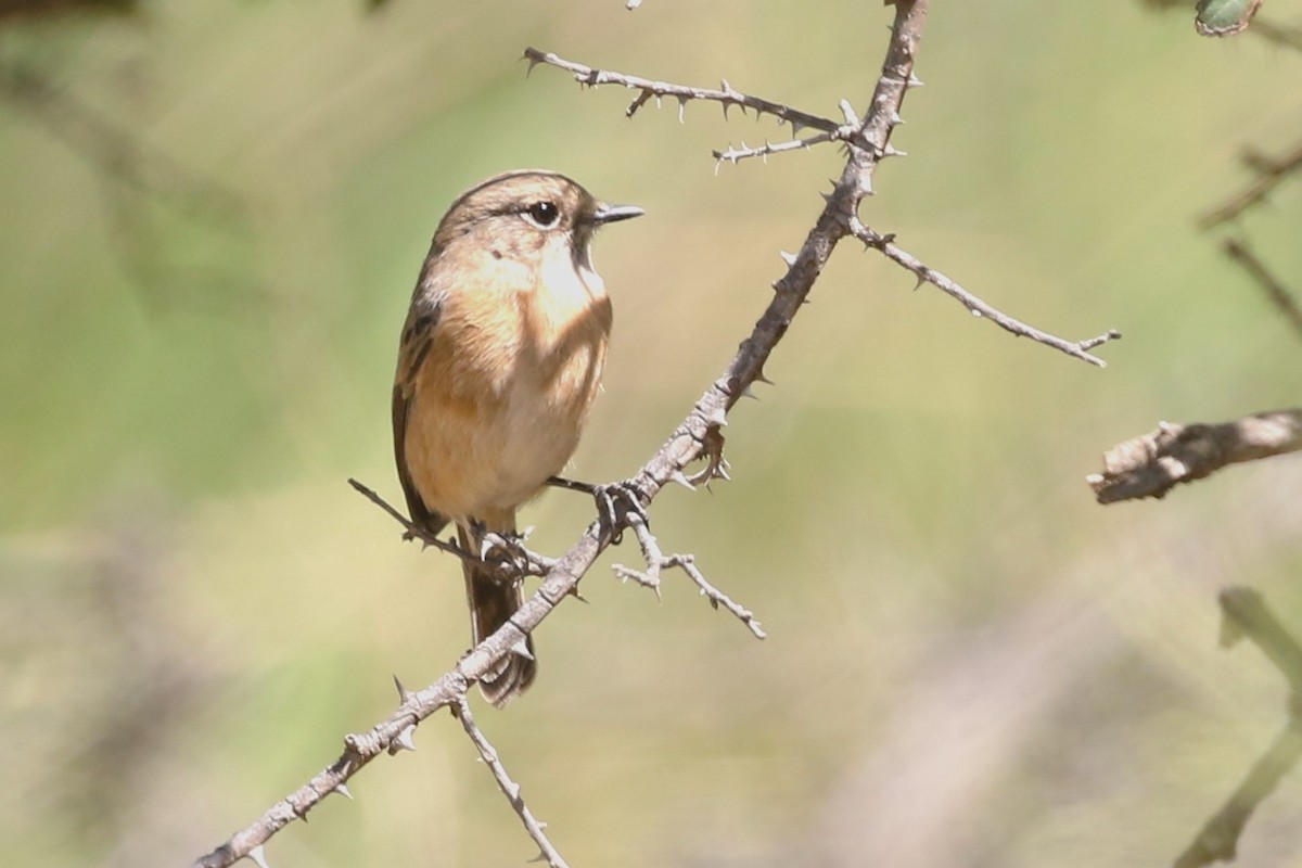 African Stonechat - ML615838128