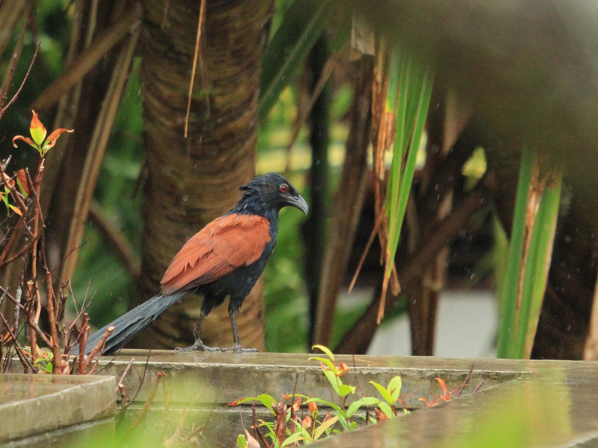 Greater Coucal - ML61583821