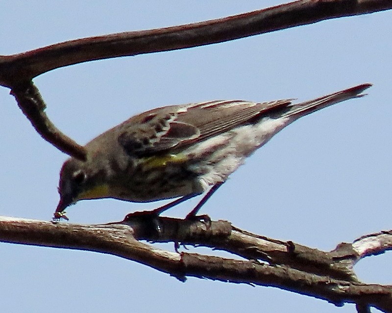 Yellow-rumped Warbler (Audubon's) - ML615838232