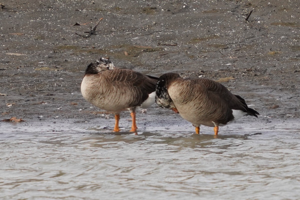 Greater White-fronted x Canada Goose (hybrid) - ML615838308