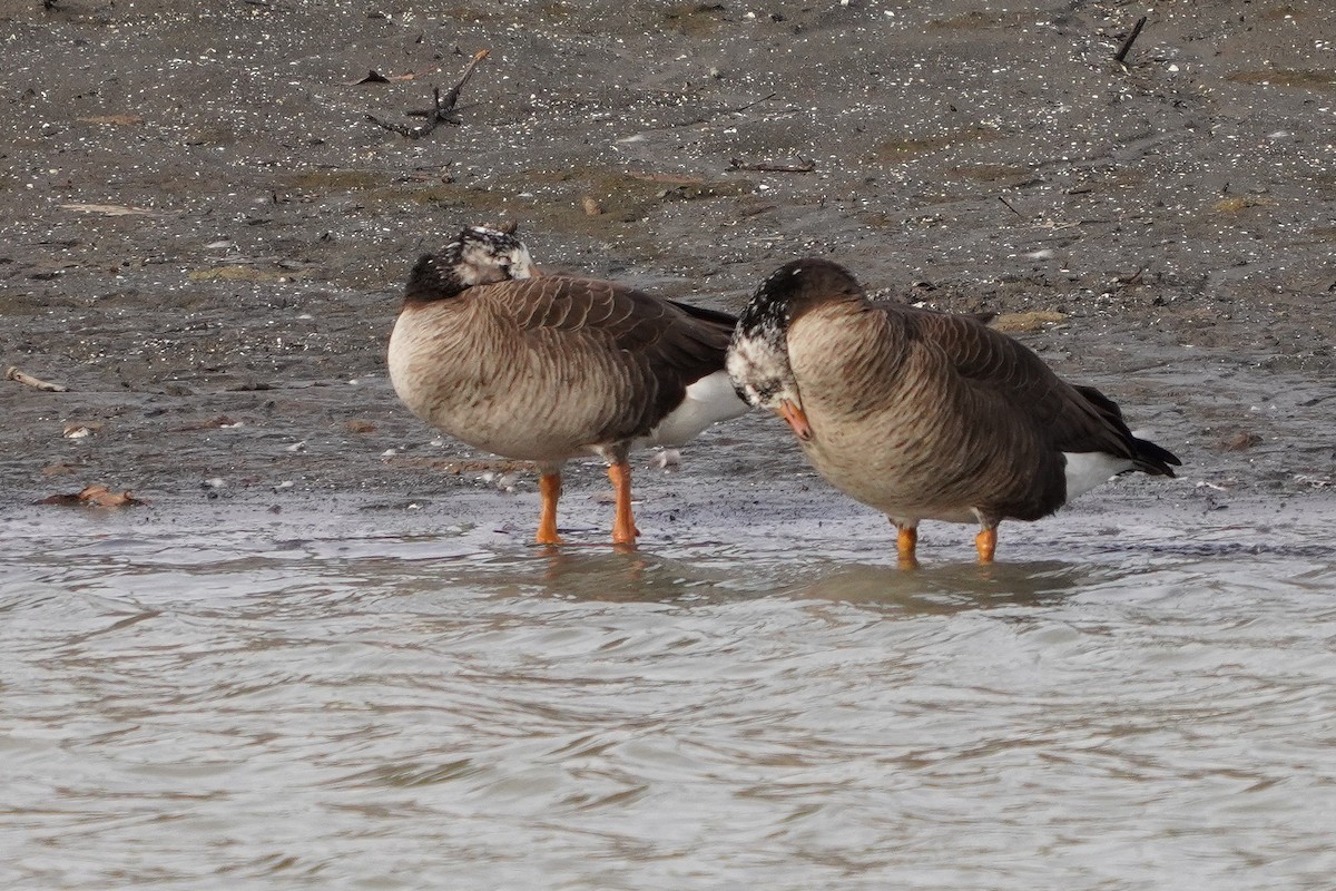 Greater White-fronted x Canada Goose (hybrid) - ML615838309