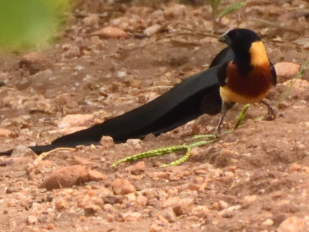 Broad-tailed Paradise-Whydah - Colin Fisher