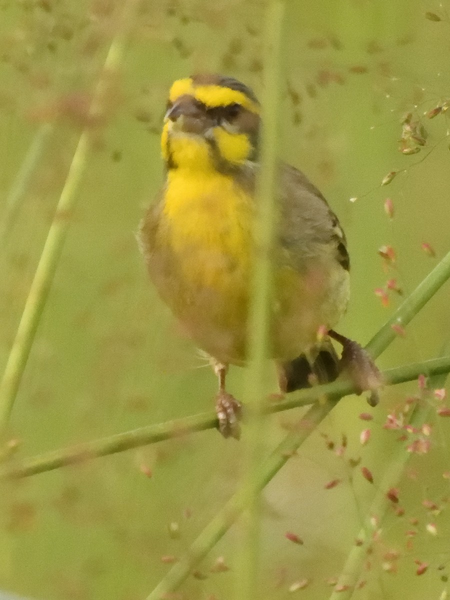 Yellow-fronted Canary - ML615838466