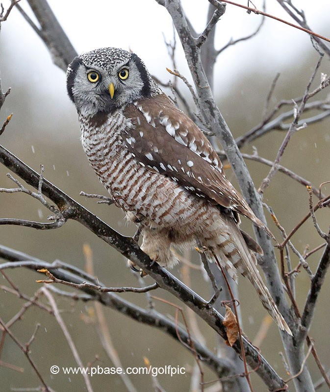 Northern Hawk Owl - ML615838702