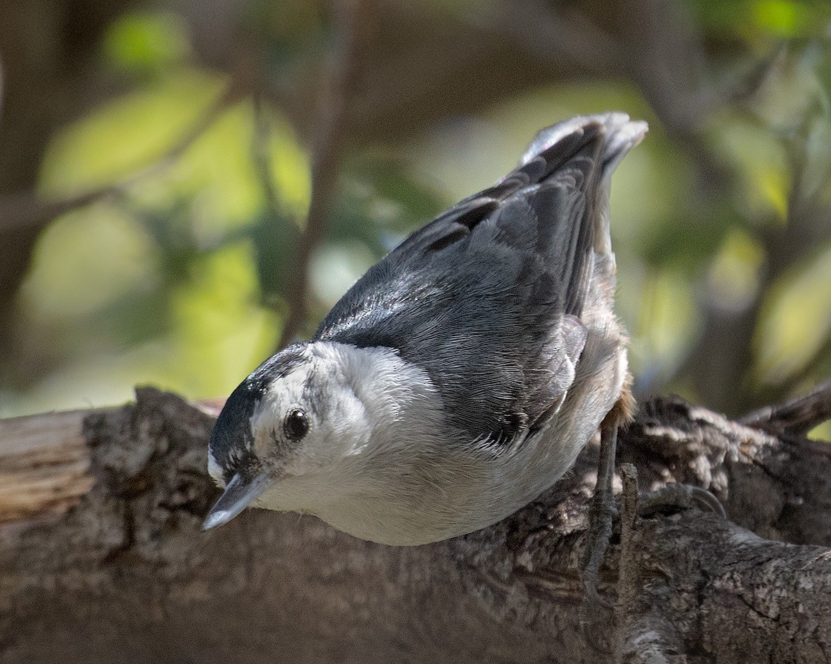 White-breasted Nuthatch - ML615838723