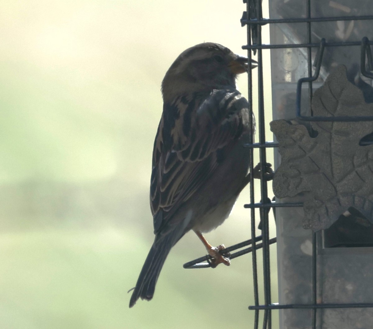 House Sparrow - David Cunningham