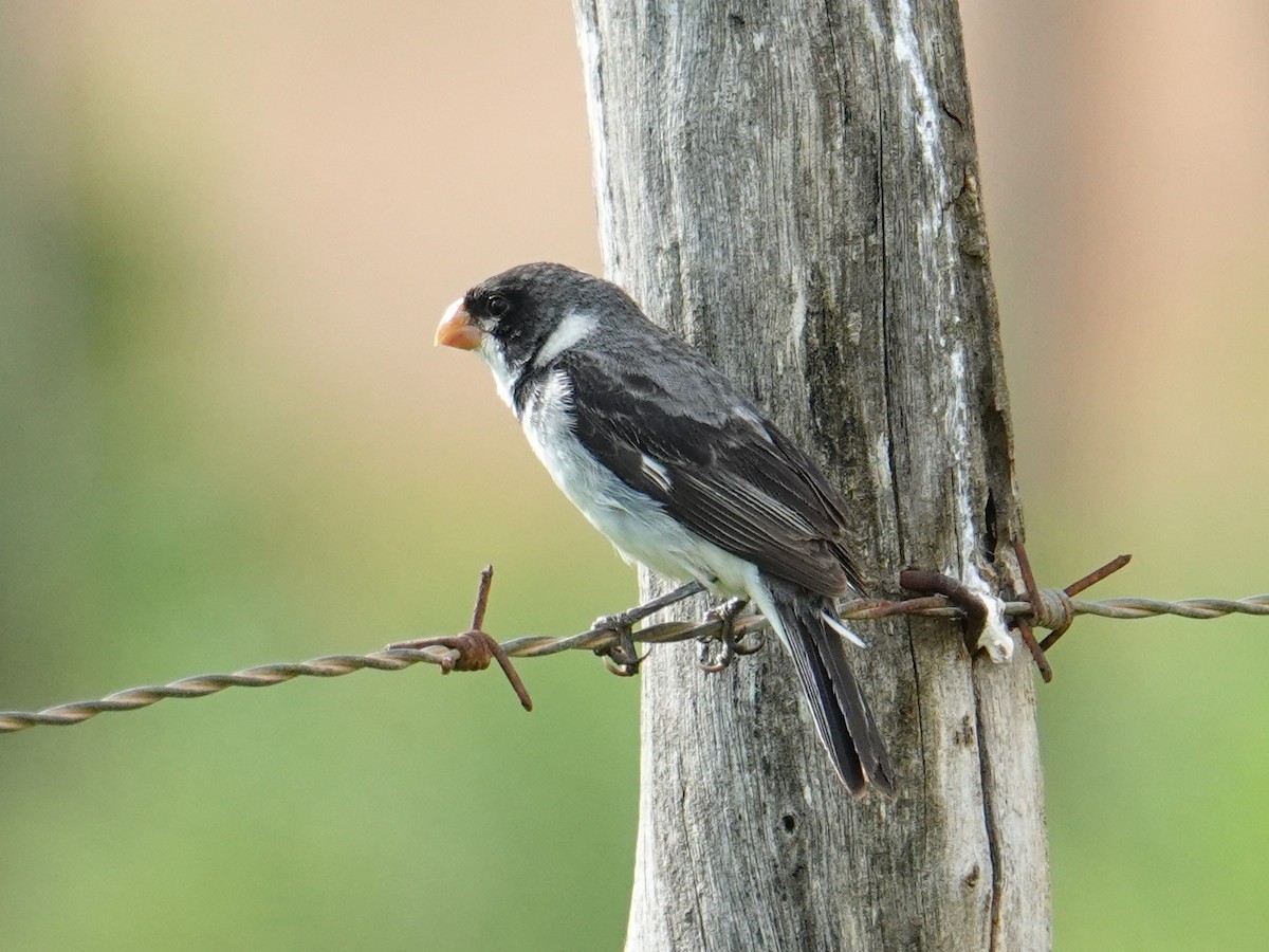 White-throated Seedeater - ML615838833
