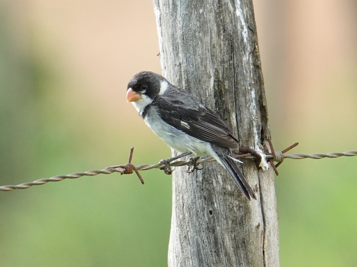 White-throated Seedeater - ML615838834