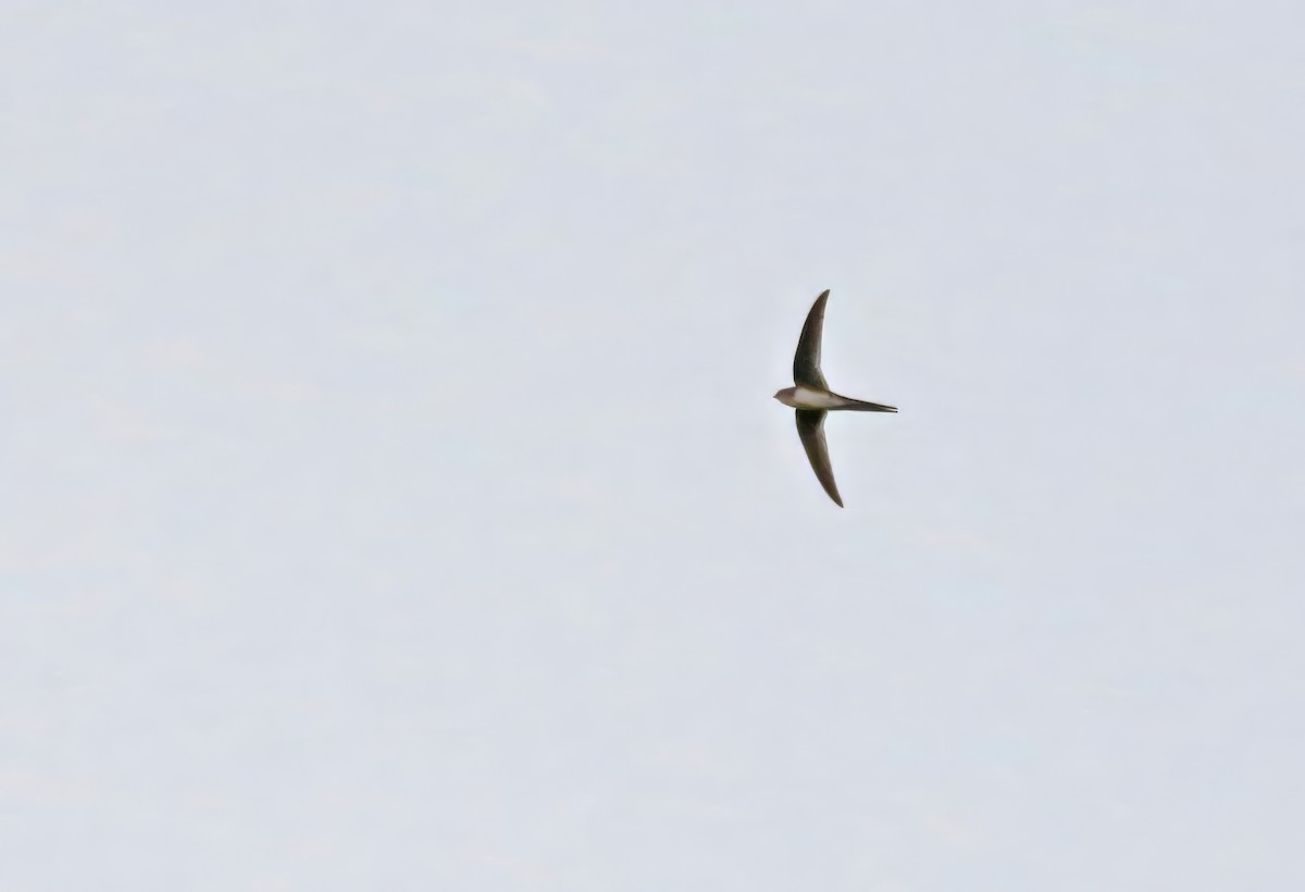 Fork-tailed Palm Swift - ML615838905