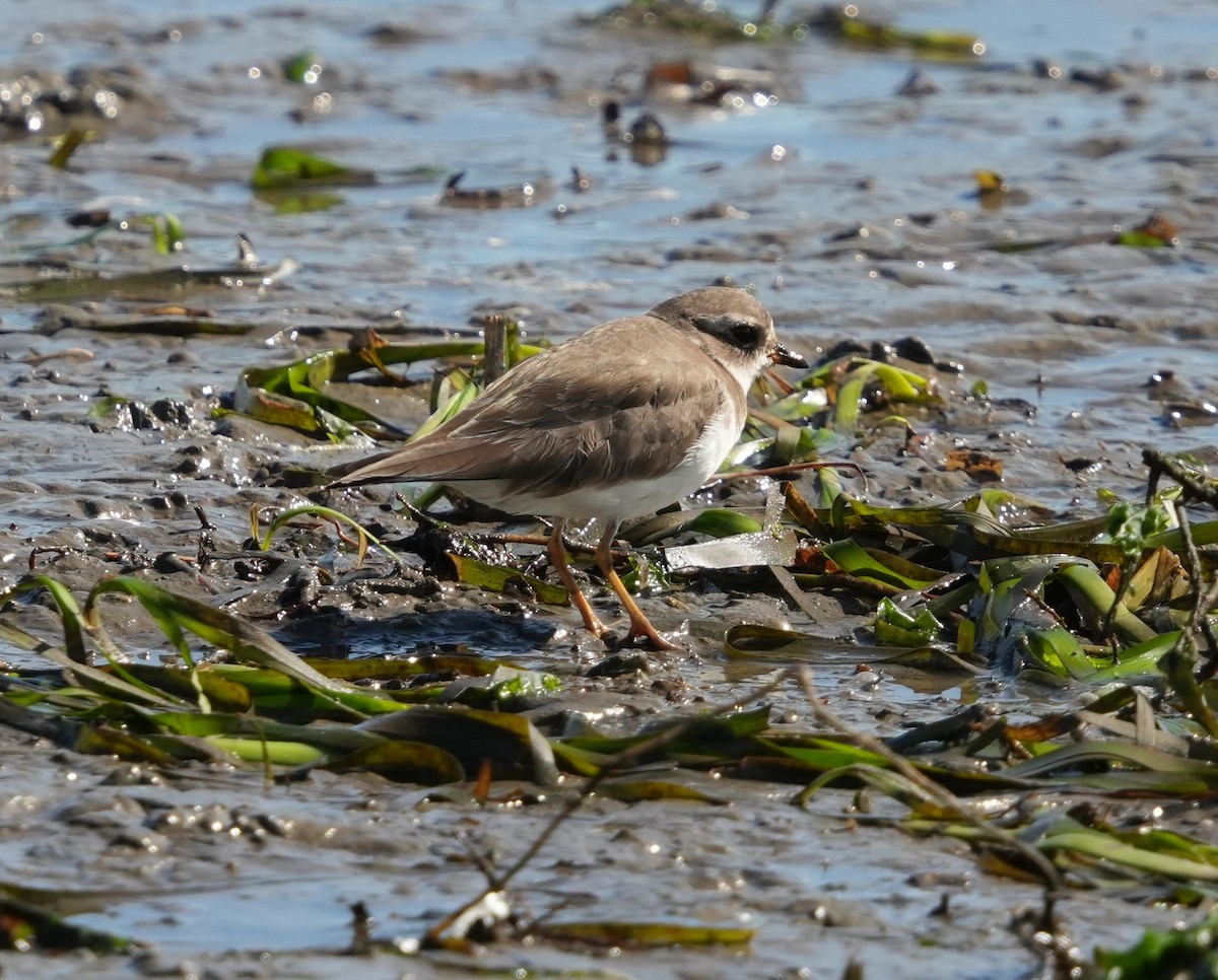 Semipalmated Plover - ML615838906
