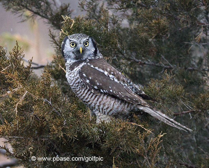 Northern Hawk Owl - ML615838955