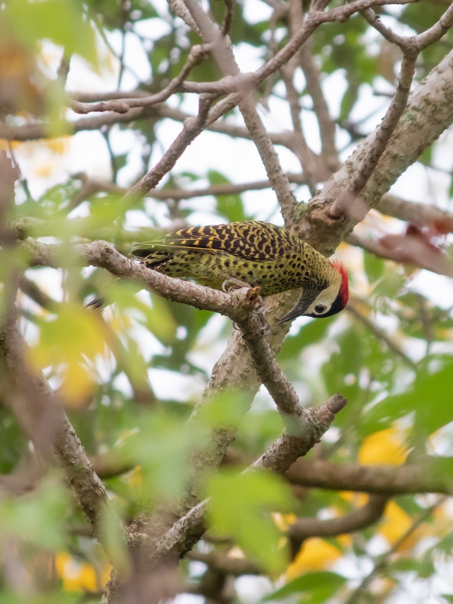 Green-barred Woodpecker - ML615838989